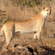 Image for article titled We found a cryptid! Meet the white cheetah.